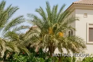 Wathab Jeddah team performing Swimming Pool Cleaning in Al Ruwais, Jeddah